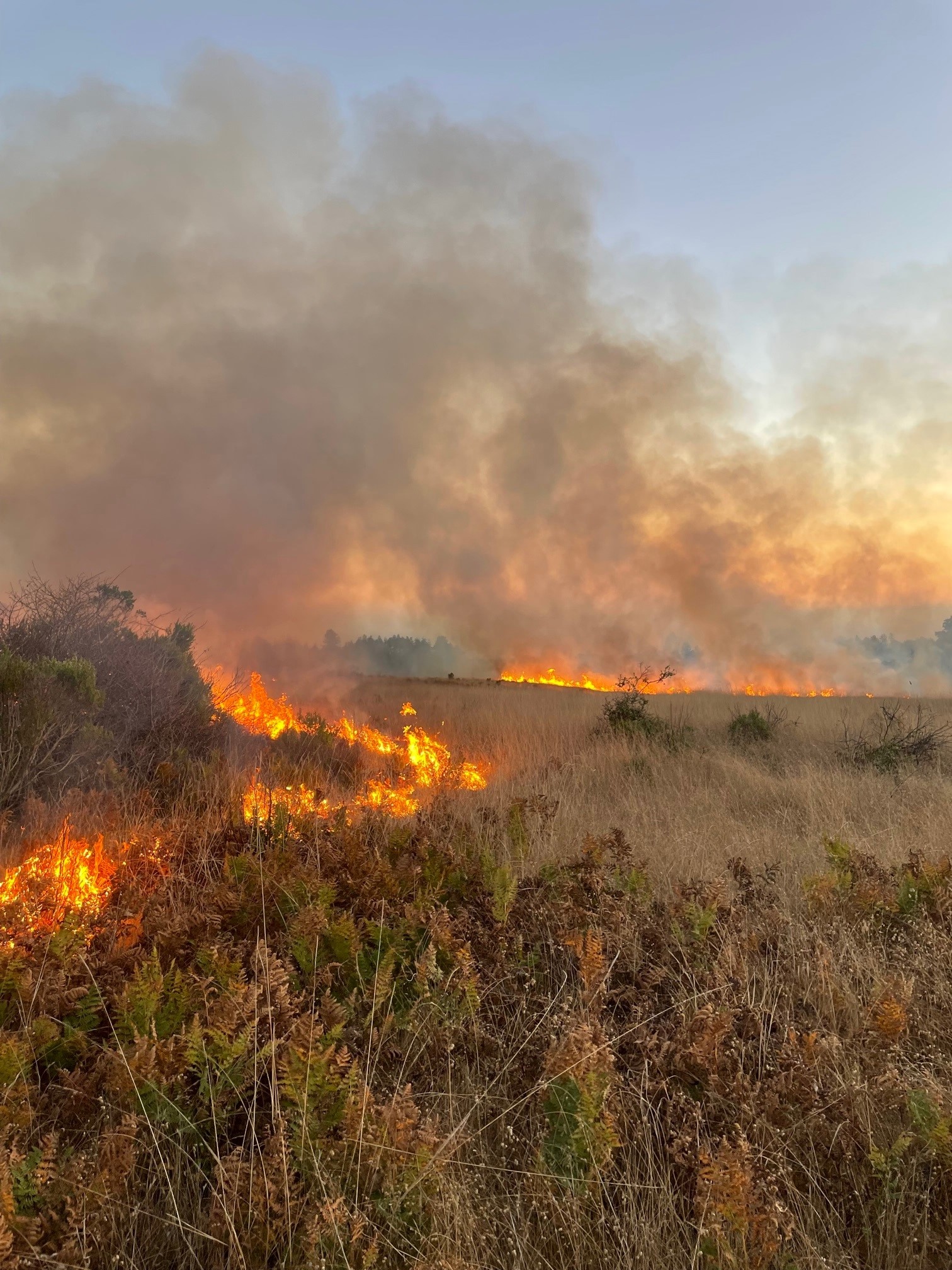 Smoke and flames as prescribed fire burns grassland